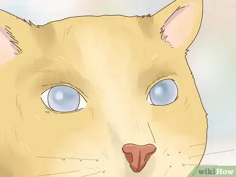Imagen titulada Take Care of a Blind Cat Step 3