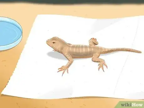Imagen titulada Take Care of Lizard Eggs Step 17