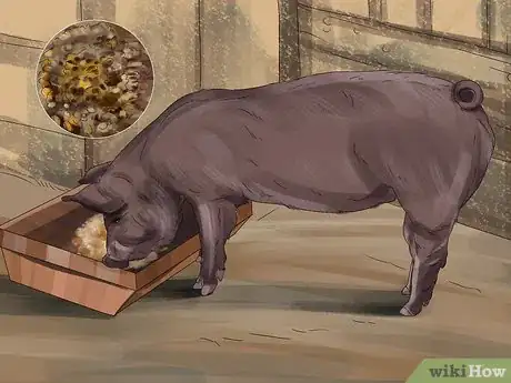 Imagen titulada Feed Pigs Step 4