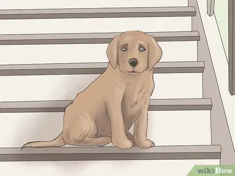 Imagen titulada Care for a Dog Blind from Birth Step 1