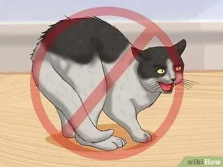 Imagen titulada Clean Your Cat When He Can't Do It Himself Step 3