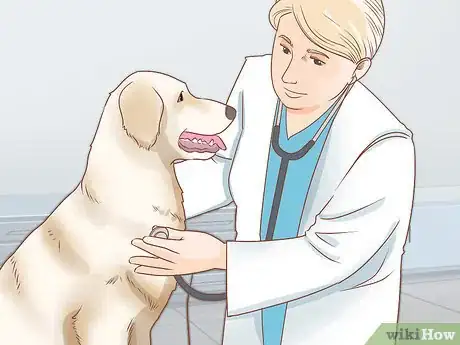 Imagen titulada Train Your Service Dog Without a Professional Trainer Step 2