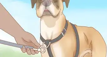 ponerle un arnés a tu perro