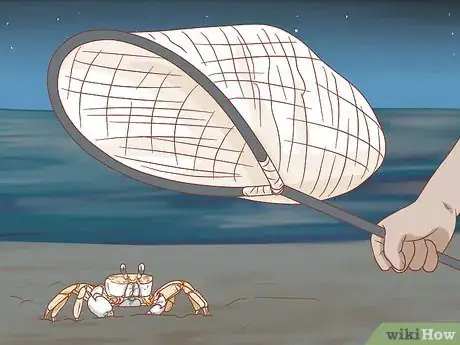 Imagen titulada Catch a Ghost Crab Step 5