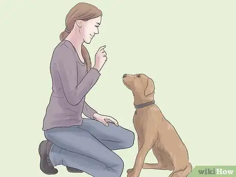 Imagen titulada Care for a Dog Blind from Birth Step 4
