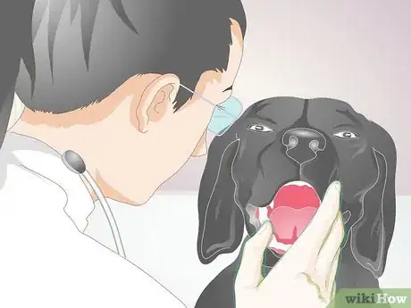 Imagen titulada Treat a Broken Tooth in Dogs Step 6