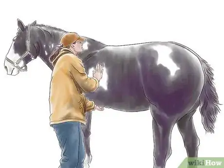 Imagen titulada Stretch a Horse Step 12