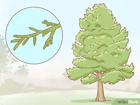 Imagen titulada Identify Cedar Trees Step 10