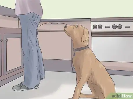 Imagen titulada Care for a Dog Blind from Birth Step 6