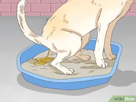 Imagen titulada Know if a Female Dog Is Fertile Step 3