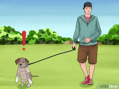 Imagen titulada Leash Train a Puppy Step 9