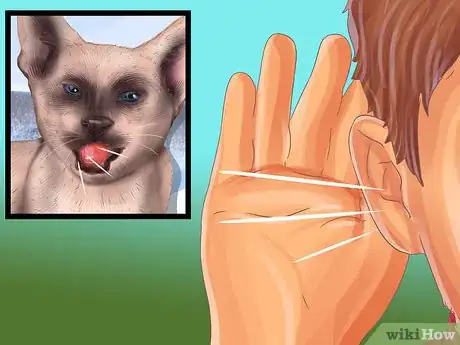 Imagen titulada Identify a Siamese Cat Step 9