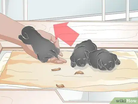 Imagen titulada Keep a Whelping Box Clean Step 7