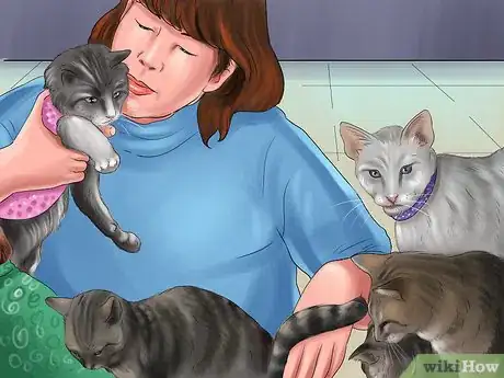 Imagen titulada Identify a Maine Coon Step 15