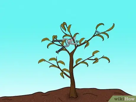 Imagen titulada Prune a Peach Tree Step 10