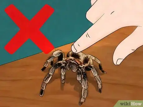 Imagen titulada Pick up a Tarantula Step 8