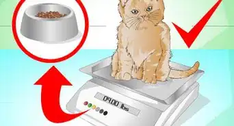 hacer que tu gato suba de peso