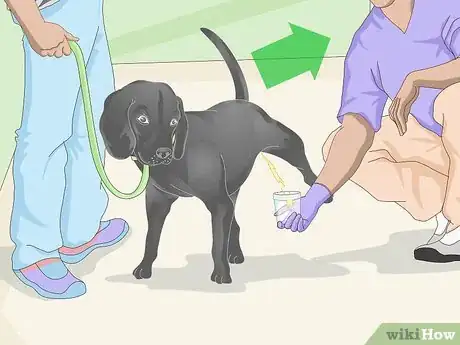 Imagen titulada Get a Urine Sample from a Male Dog Step 10