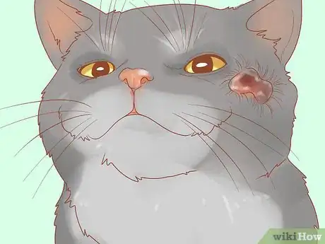 Imagen titulada Recognize Skin Cancer in Cats Step 10
