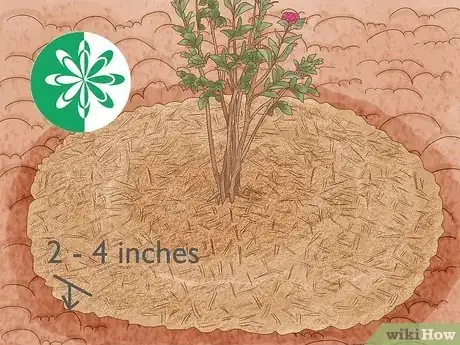 Imagen titulada Grow Crepe Myrtle Step 10