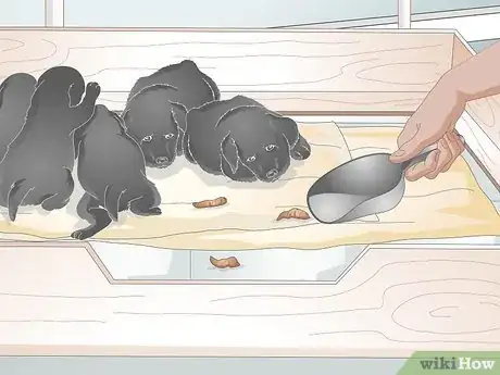 Imagen titulada Keep a Whelping Box Clean Step 6