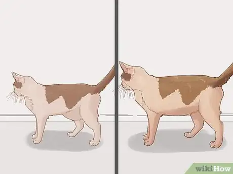Imagen titulada Identify Worms in a Cat Step 6