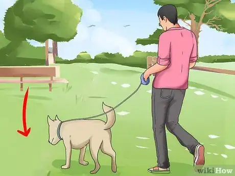 Imagen titulada Introduce a New Dog to Your House and Other Dogs Step 19