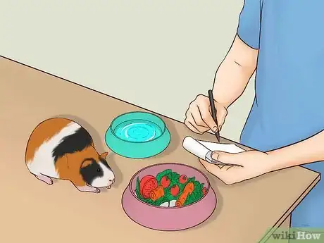 Imagen titulada Care for a Pregnant Guinea Pig Step 8