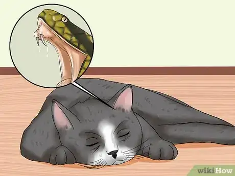 Imagen titulada Treat a Cat for Snakebite Step 12