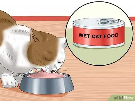 Imagen titulada Get Your Cat Out of the Malnutrition Stage Step 8