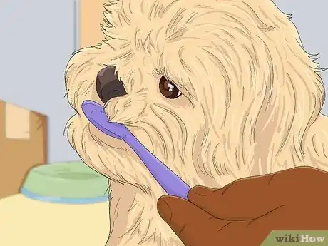 Imagen titulada Take Care of a Shih Tzu Step 11