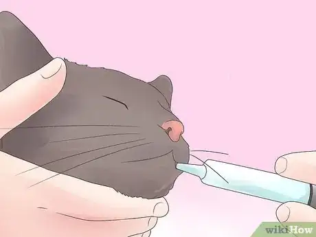 Imagen titulada Treat Epilepsy in Cats Step 9