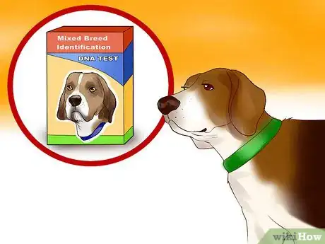 Imagen titulada Identify a Beagle Step 12