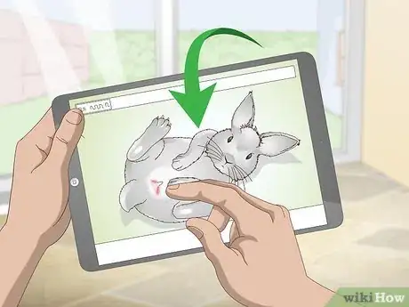 Imagen titulada Determine Whether to Have Your Rabbit Neutered Step 7