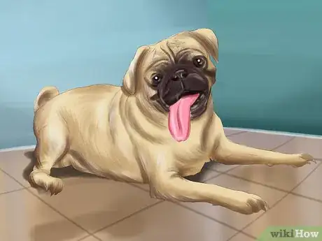 Imagen titulada Live with a Pug Dog Step 13