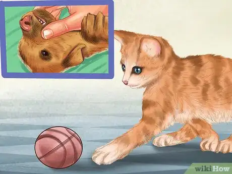 Imagen titulada Know if a Puppy Is Old Enough to Neuter or Spay Step 3