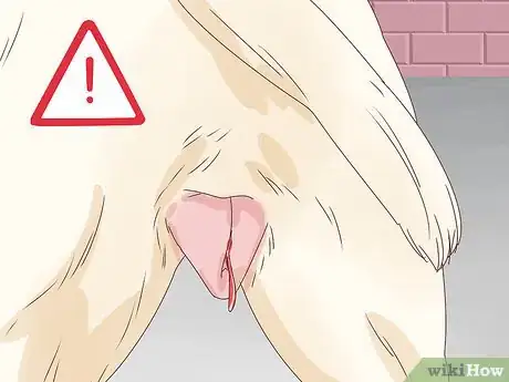 Imagen titulada Know if a Female Dog Is Fertile Step 2