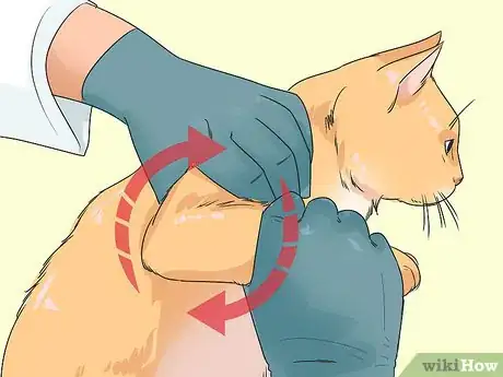 Imagen titulada Treat a Cat with Physical Therapy Step 3