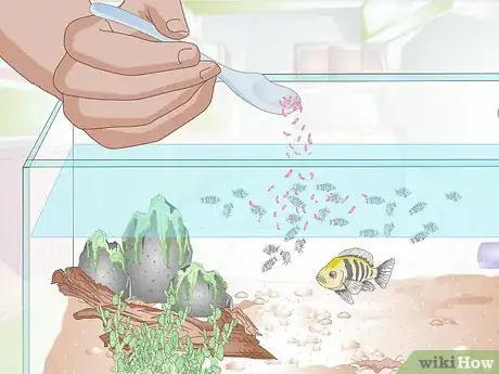 Imagen titulada Breed Malawi Cichlids Step 14