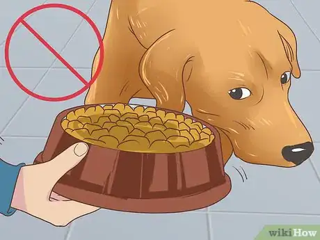 Imagen titulada Feed a Pregnant Dog Shortly Before Labor Step 1