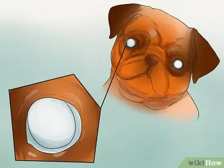 Imagen titulada Diagnose Eye Problems in Pugs Step 2