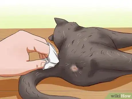 Imagen titulada Clean Your Cat When He Can't Do It Himself Step 16