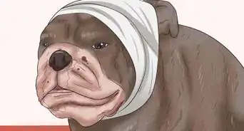 detener el sangrado de orejas de un perro