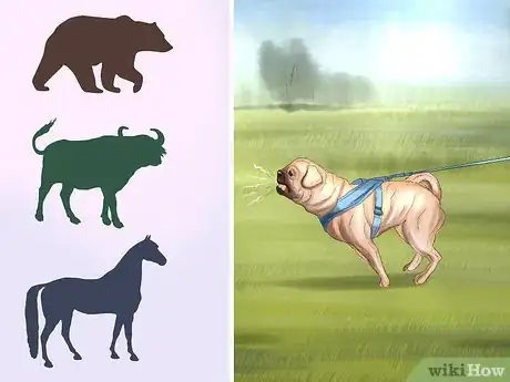 Imagen titulada Live with a Pug Dog Step 19