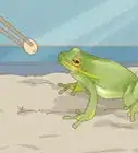 saber la diferencia entre una rana y un sapo