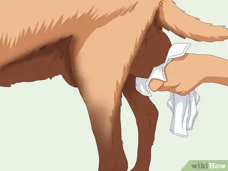 Imagen titulada Tell if a Goat Is Pregnant Step 3