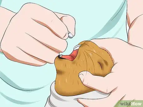 Imagen titulada Treat Digestive Problems in Rabbits Step 9