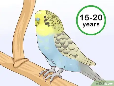 Imagen titulada Know if a Parakeet Is Right for You Step 1