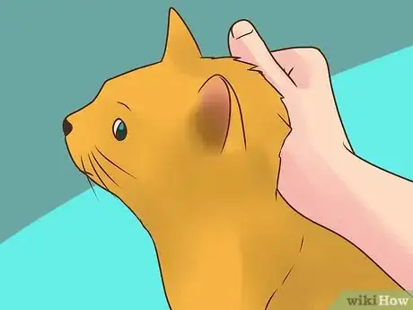 Imagen titulada Treat Lice in Cats Step 14