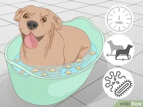 Imagen titulada Stop a Dog from Licking Its Paws with Home Remedies Step 7